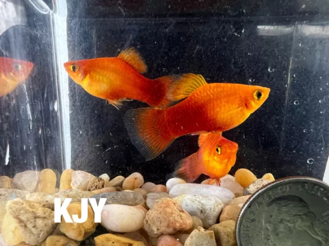 Sunset Platys (Xiphophorus Maculatus 3 PACK)