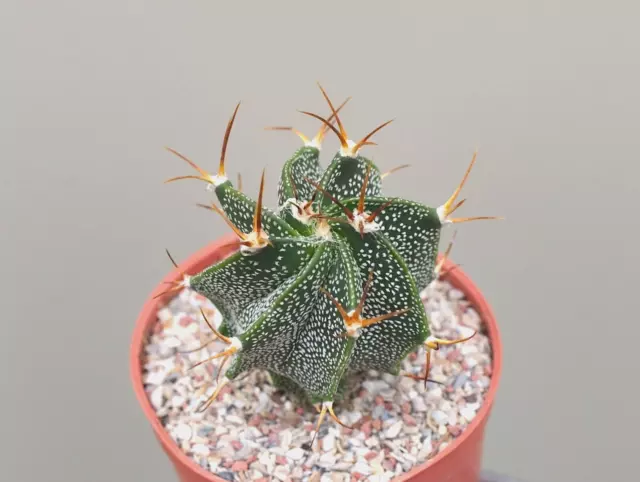 Astrophytum Ornatum - Cactus / Succulent