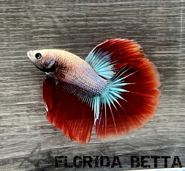 Live Betta Fish RED MASCOT  HALFMOON (HMPK MALE)-USA Seller A127