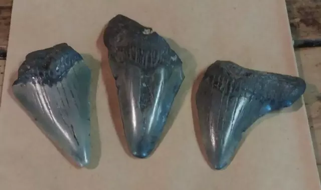 3 Fossil Megalodon era shark teeth in the 1 and 1/2 to 2 inch range