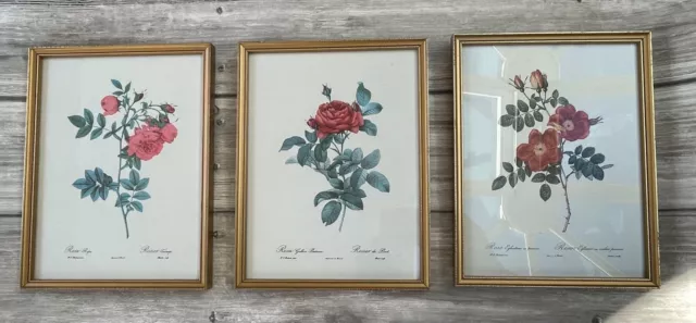 Vintage Rosa Prints by P. J. Redoute Framed Set Of 3 1950s Pink  Roses