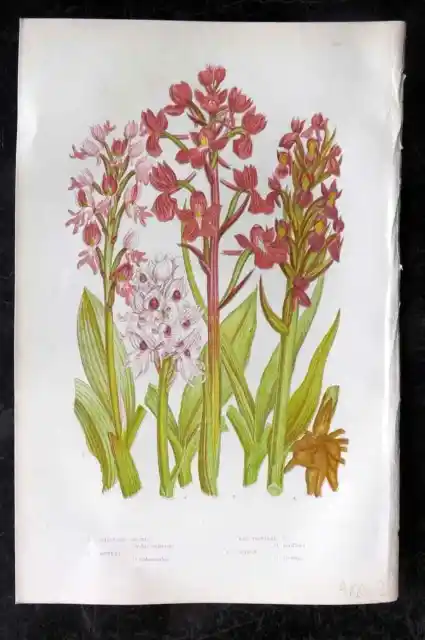 Anne Pratt 1889 Botanical Print. Military, Monkey, Lax Flowered Orchis, Orchids