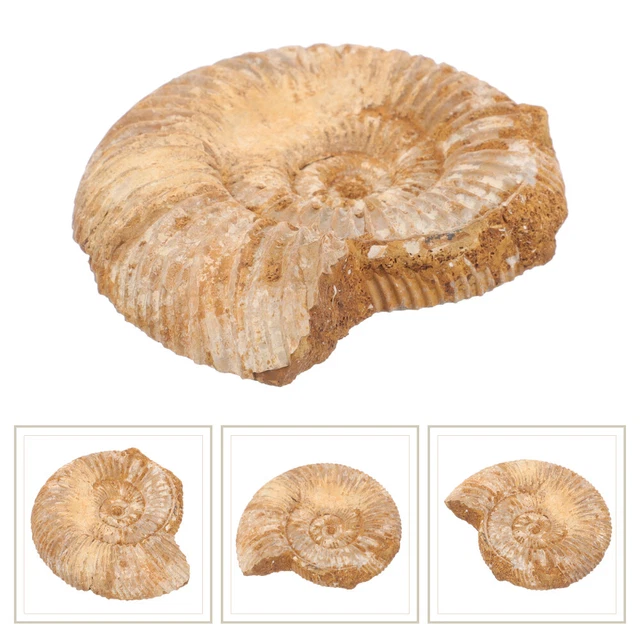 Decorazione dischi fossili per gioielli fai da te modello disco fossile animale oceano