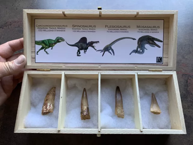 Coffret véritables dents dinosaures fossile / fossil dinosaur tooth box #5/2