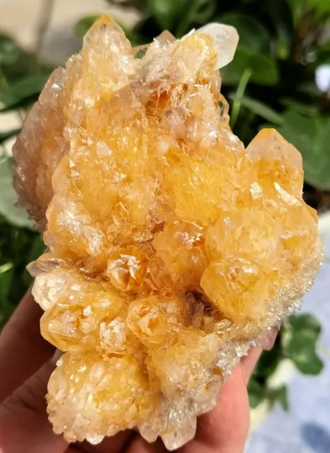 520g New Find Yellow Phantom Quartz Crystal Cluster Mineral Specimen Healing