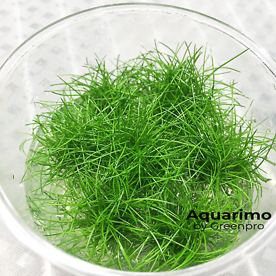Dwarf Hairgrass Tissue Culture Freshwater Live Aquarium Plant Tank BEST Carpet 2