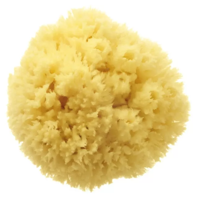 XLarge Adult Bath Premium Natural Greek Sea Sponge Uncut Formed 6.5''- 7'' 3