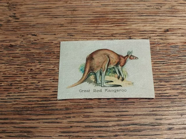 1918 Wills Cigarette Card Silk Birds And Animals Of Australia Great Red Kangaroo