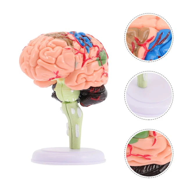 Lab Class Model Brain HUMAN BRAIN MODEL Brain Anatomy Model Classroom Study Display Model For ...