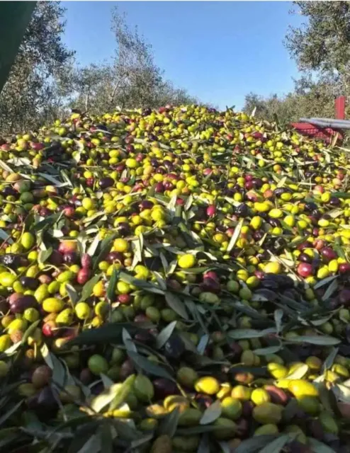 Olio Olive Verdi