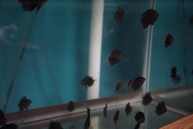 Uaru Cichlid 2