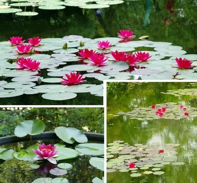 rote Seerose Burgundi Princess Wasserpflanzen für den Gartenteich Teich Pflanzen