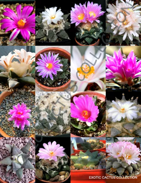 EXOTIC ARIOCARPUS VARIETY MIX living rock stone plant cactus seed cacti 50 SEEDS