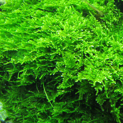 Christmas Moss Vesicularia Live Aquarium Plant Java Moss BUY 2 GET 1 FREE ✅ 3