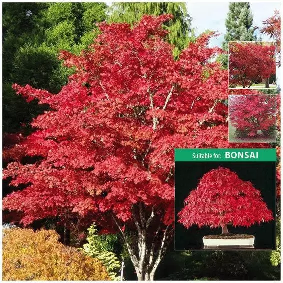 ACER PALMATUM Japanese Maple Seeds. Beautiful red foliage. Ideal for bonsai