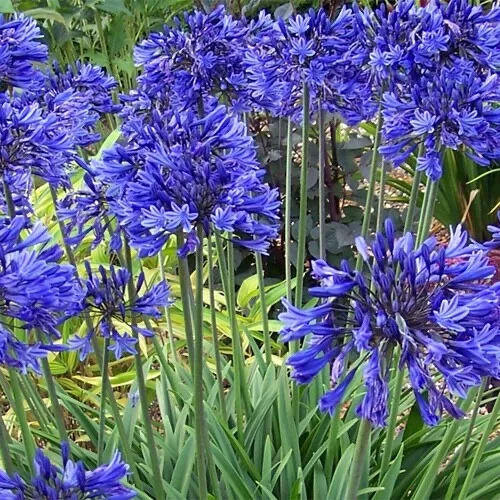 Agapanthus ‘ Blue African Lily ‘ perennial 15 fresh seeds multiple flower heads