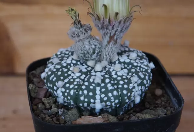 Astrophytum asterias ""Super"" ""Wolle"" eigene Wurzel LAGE Pflanzen weiße Früchte