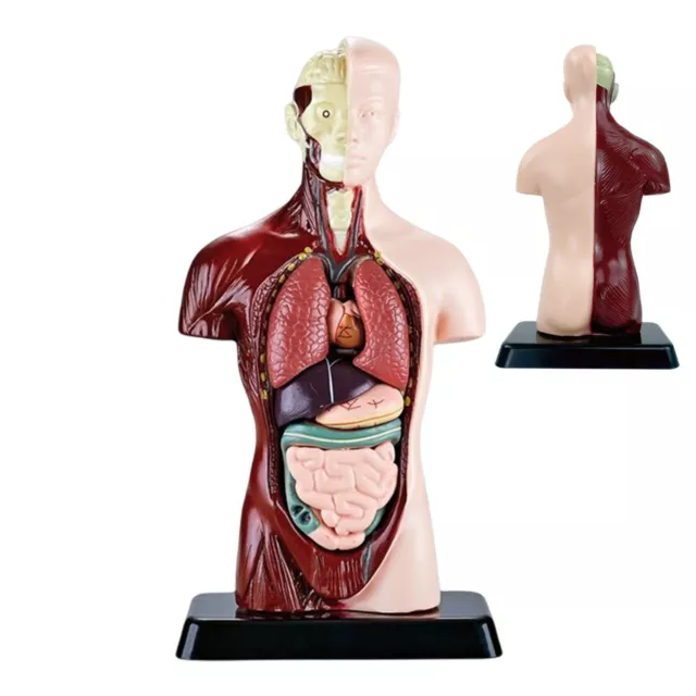 PVC Anatomical Human Torso Model Skeleton Model Medical Teaching Anatomy
