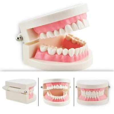 Dental Study Teaching Model-Standard Tooth Model for Dentist Education