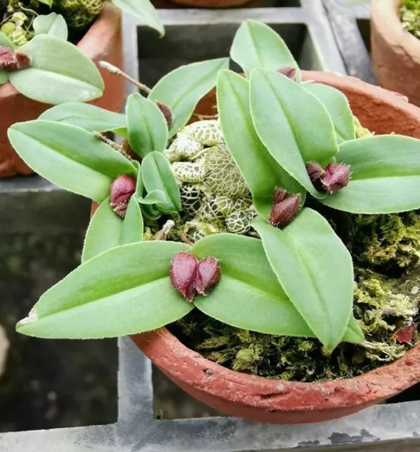 Porpax fibuliformis Orchid plant species miniature + PHYTO certificate