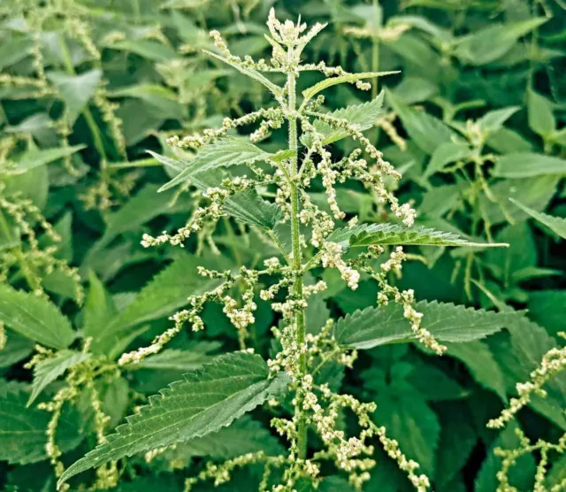 Große Brennnessel Samen, Urtica dioica, Heilpflanze des Jahres 1996, Reine Saat