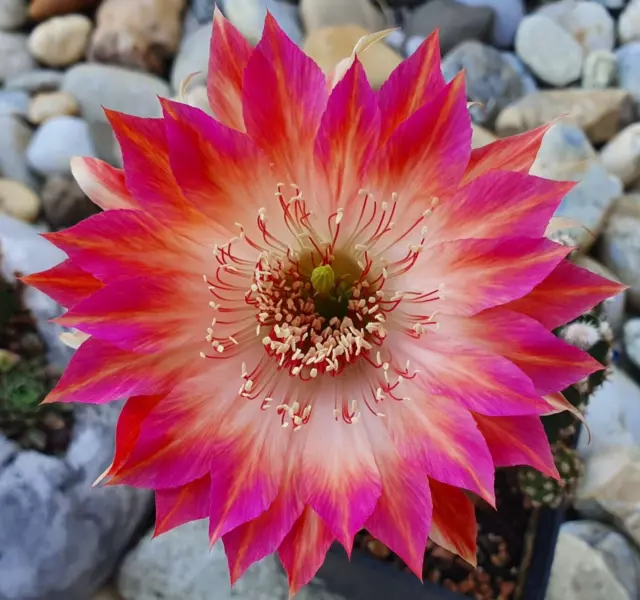 Kaktus, Kakteen, Echinopsis, Lobivia, Trichocereus-Hybride  Angelo