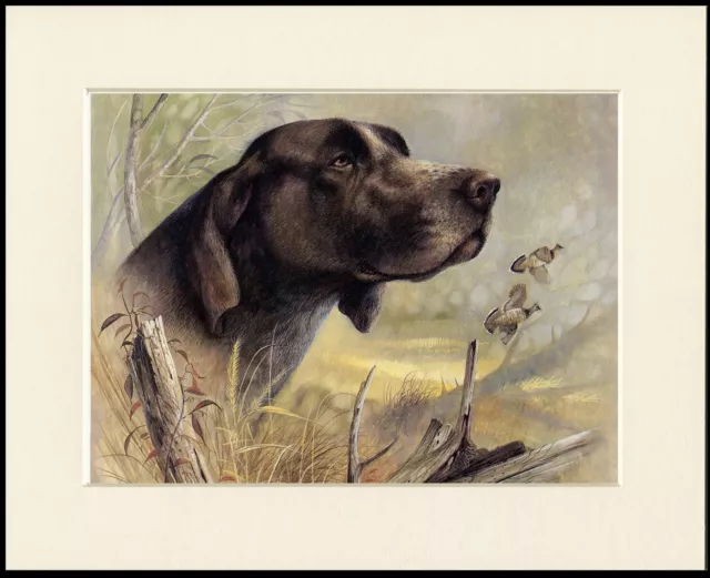 German Shorthaired Pointer Great Head Study Dog Print Mounted Ready To Frame