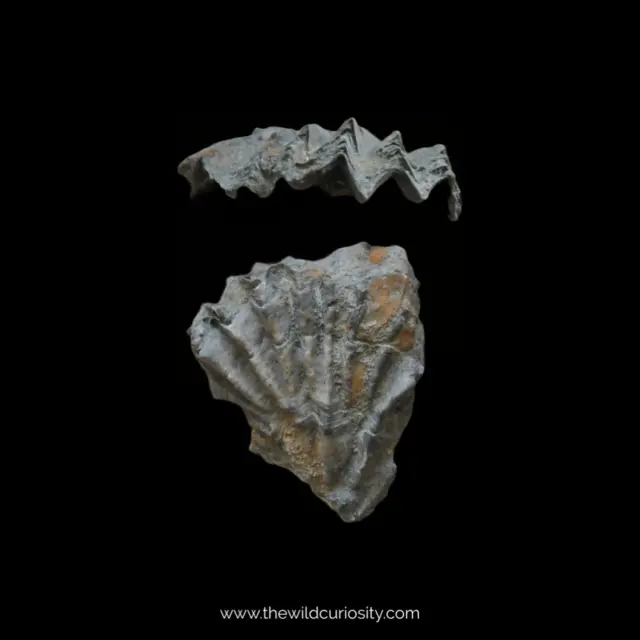 Fossil Marine Bivalve Fossils | Lopha gregaria | Fossil Collection | Shells