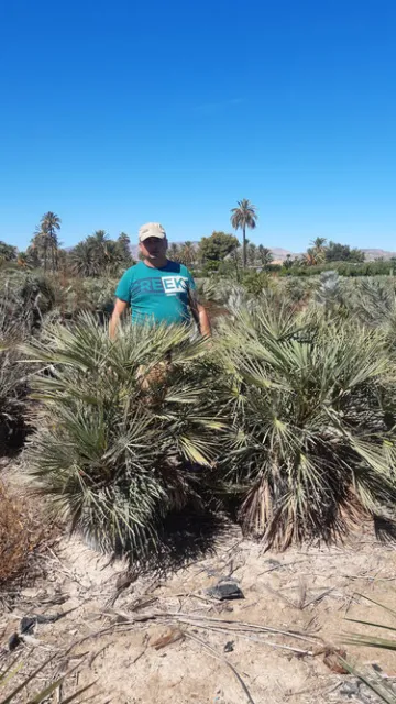 chamaerops humilis cerifera -18°C