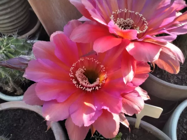 Cactus, plantes grasses : echinopsis "Pinky", diamètre 3 cm