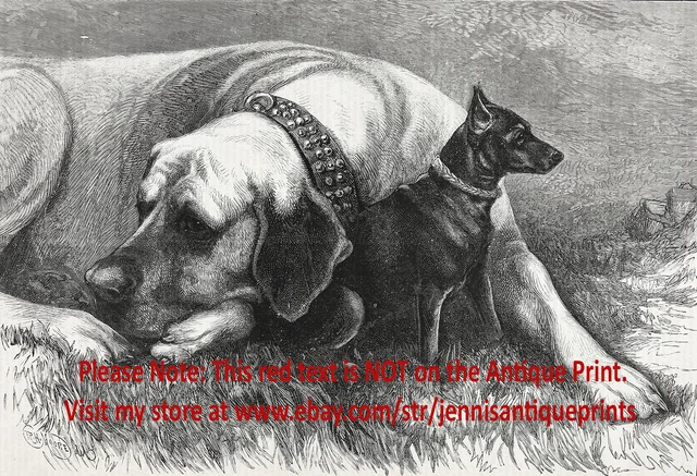 Dog Mastiff & Patterdale Terrier Fell USA Champions, Large 1890s Antique Print
