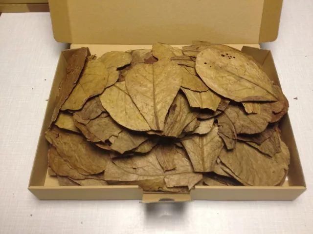 200 Stück 10-15cm - Hojas del almendro MALABAR/CATAPPA Leaves/Tratamiento de