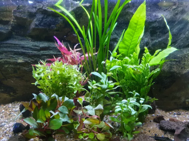 Aquarium Pflanzen Set 100l(12 Bunde) Jahres Angebot 2023