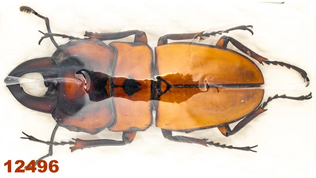 Lucanidae: Prosopocoilus occipitalis  A1, 39 mm , 1 pc
