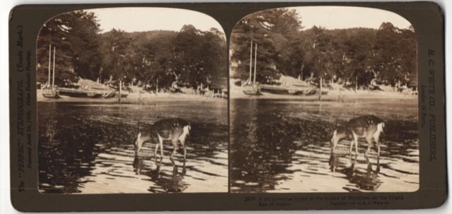 Stereo-Fotografie H.C. White & Co., London, Ansicht Miyajima / Japan, Rotwild v