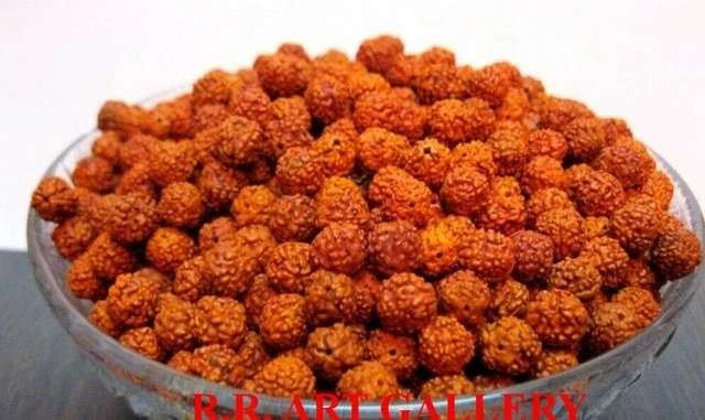 Rudraksha Rudraksh 5 Mukhi Loose 7mm Perles Yoga Méditation Vente en gros...
