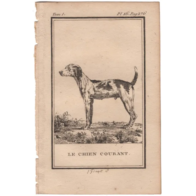 Buffon Natural History French antique engraving print 16 Running Dog