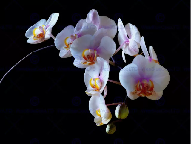 Photo Nature Plant Flower Evening Orchid Colour White Petal Poster Bmp11582