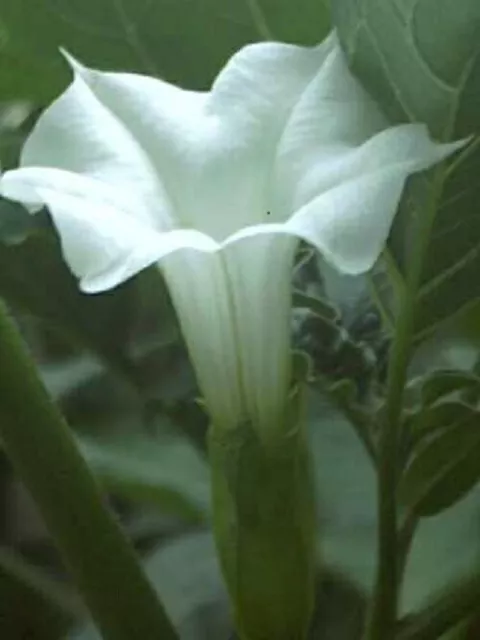 200 Graines de fleurs Annuelles, DATURA STRAMOINE