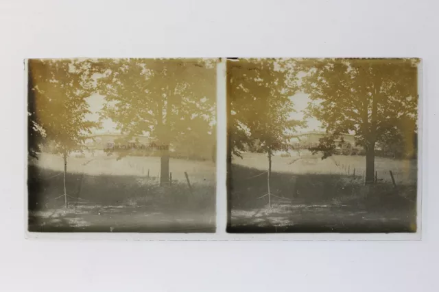 France Trees Photo Stereo P50L3n17 Glass Plate Vintage c1930