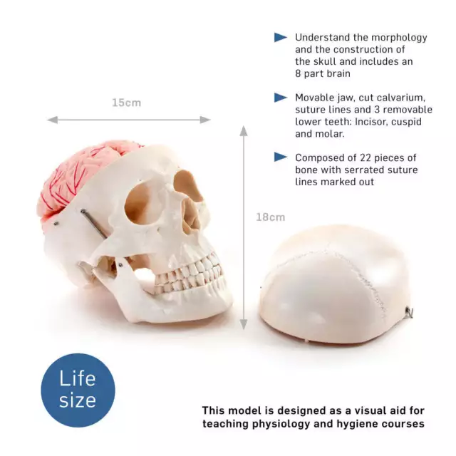 66fit™ Deluxe Life Size Human Skull With 8 Part Brain Anatomical Model 2