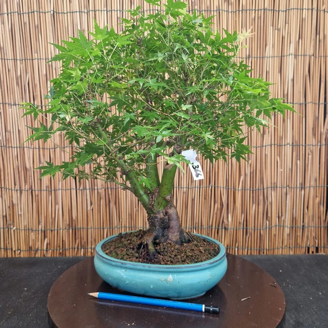 50 Semi Di Carpino Coreano (Carpinus Turczaninowii) Per Coltivare Bonsai - Per Appassionati