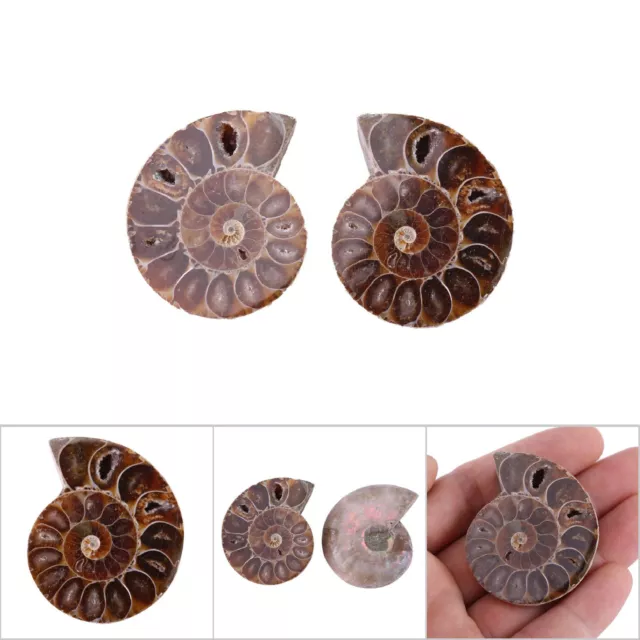 2Pcs 4CM Ammonite Fossil Specimen Shell Madagascar Natural Stones And Minerals