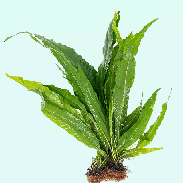 BUY 2 GET 1 FREE - Java Fern Microsorum Windelov Small Easy Live Aquarium Plants