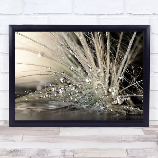 Pearls Iran Water Pearl Drops Drop Droplet Droplets Wall Art Print