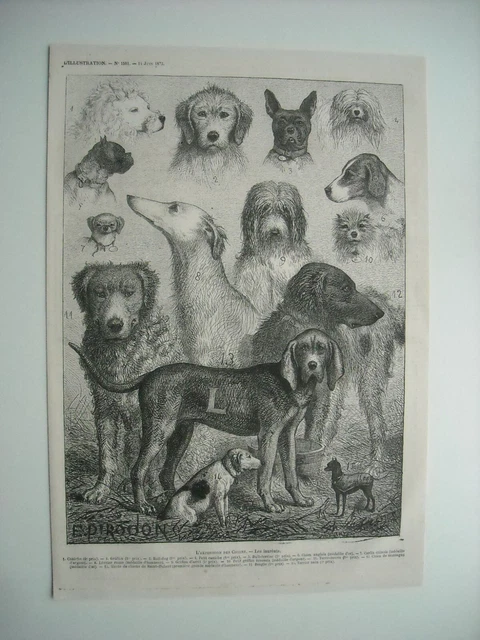 1873 Engraving. The Exhibition Of Chiens. Les Laureats. 15 Species Of Chiens.  Expl