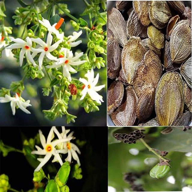 JASMINE SEEDS NIGHT FLOWERING ( Nyctanthes arbortristis ) Parijat 20 Seeds £6.88 PicClick UK