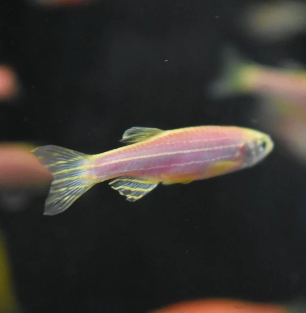 Live Assorted Rainbow Glow Danio (Pack of 6 Aquarium Fish) *PLS READ DESCR* 8