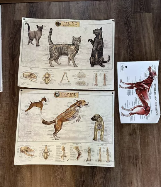 Canine Feline  Skeletal Anatomy Muscles Laminated Wall Chart  Set Of 3 Dog Cat