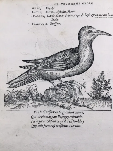 Gruccione Méropidés 1557 Del Sud Warbler Uccelli Estremamente Raro Stampa Belon